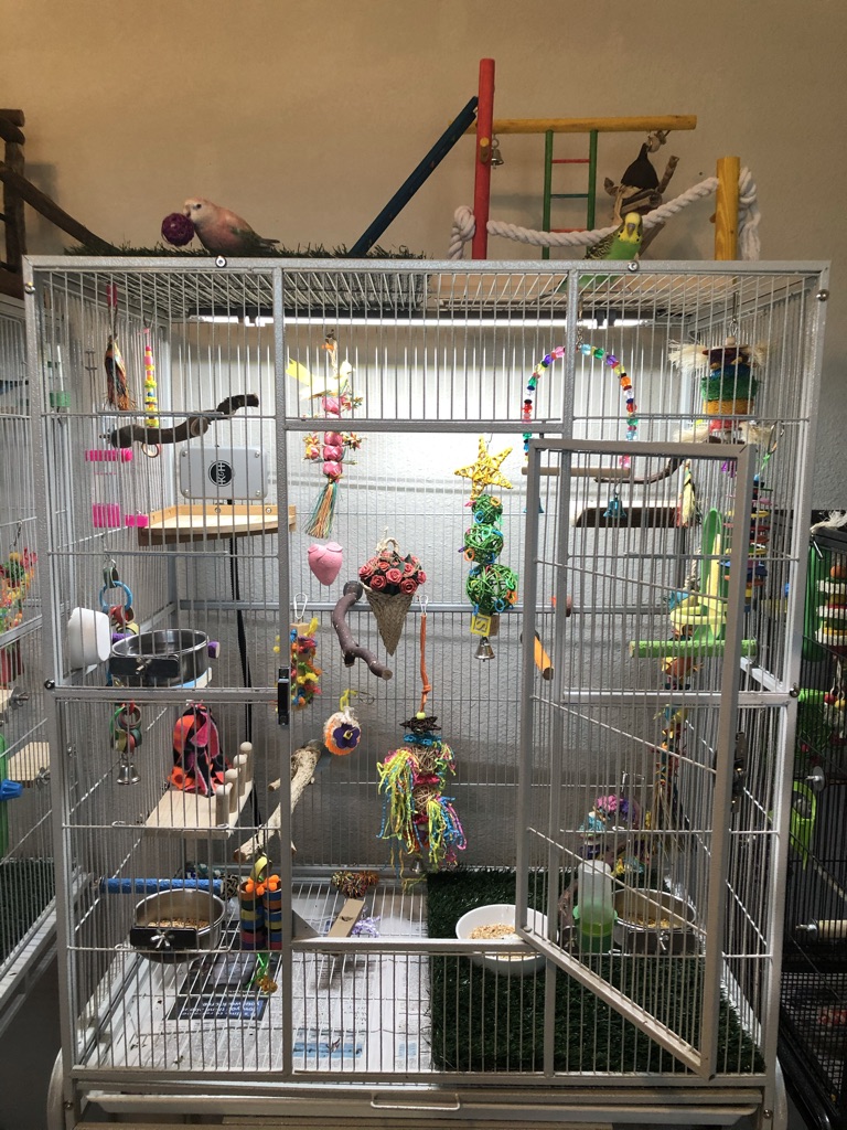 parakeet cage set up